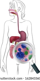 A medical anatomy diagram of a woman showing the human digestive system with magnifying glass on microbes