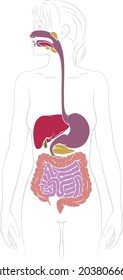 A medical anatomy diagram of a woman showing the human digestive system 