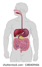 Medical Anatomy Illustration Of  Human Gastrointestinal Digestive System Including Intestines Or Gut 