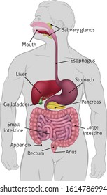 Medical anatomy illustration of  human gastrointestinal digestive system including intestines or gut with labels