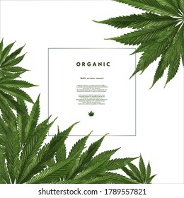 Plantilla médica de cubierta de hoja de cannabis para diseño, concepto de bioproducto natural orgánico. Plantilla para negocios, publicidad, exposición, fiesta.