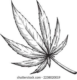 medical CBD cannabis leaves hand drawn black and white vector