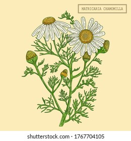 Medical Chamomile Branch, hand drawn illustration in a retro style