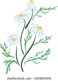 medical chamomile - a plant used for herbal tea vector line art illustration