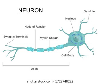Medical chart human neuron structure. Anatomy of nerve cell diagram.