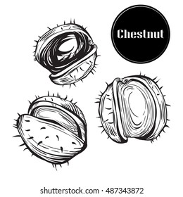 Medical Chestnuts isolated on white.Vintage fall seasonal decor.European, Chinese, Japanese, and American chestnuts.superfood chestnut wreath healthy nutrient organic food illustration.