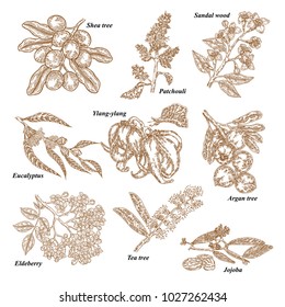 Medical and cosmetics plants. Hand drawn Jojoba, Argan, Tea tree, Sandal wood, Eucalyptus, Patchouli, Ylang-ylang, Shea, Elderberry branch. Vector illustration engraved.