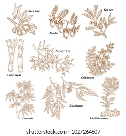 Medizinische und kosmetische Anlagen. Handgezeichnete Schalenfrüchte, Jojoba, Teebaum, Cane Zucker, Juniper, Olibanum, Cannabis, Rhodiola Rosea, Eukalyptus. Vektorgrafik graviert.