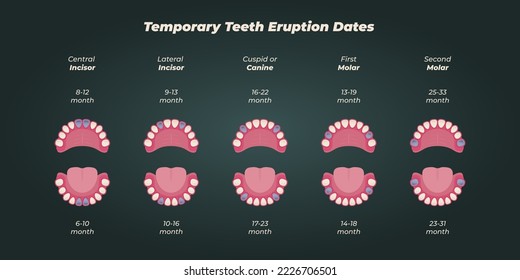 Medical dental diagram illustration. Orthodontist human tooth anatomy. Vector infographics with teeth diagrams. 