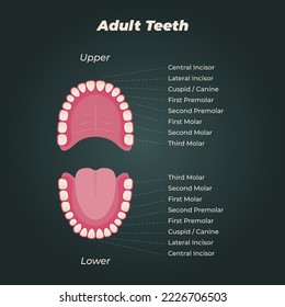 Medical dental diagram illustration. Orthodontist human tooth anatomy. Vector infographics with teeth diagrams. 