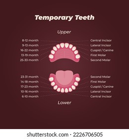 Medical dental diagram illustration. Orthodontist human tooth anatomy. Vector infographics with teeth diagrams. 