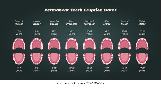 Medical dental diagram illustration. Orthodontist human tooth anatomy. Vector infographics with teeth diagrams. 