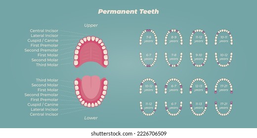 Medical dental diagram illustration. Orthodontist human tooth anatomy. Vector infographics with teeth diagrams. 