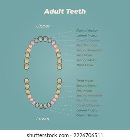 Medical dental diagram illustration. Orthodontist human tooth anatomy. Vector infographics with teeth diagrams. 