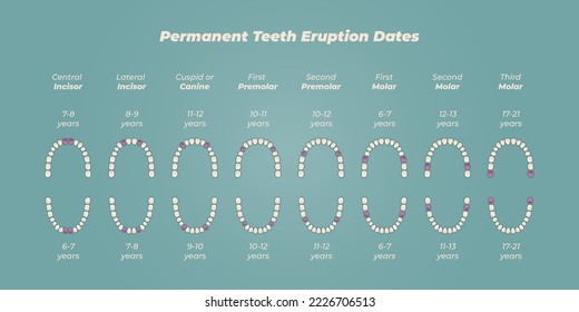 Medical dental diagram illustration. Orthodontist human tooth anatomy. Vector infographics with teeth diagrams. 