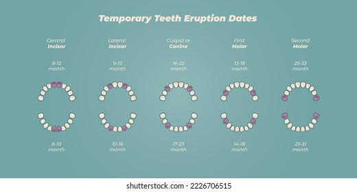 Medical dental diagram illustration. Orthodontist human tooth anatomy. Vector infographics with teeth diagrams. 