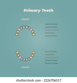 Medical dental diagram illustration. Orthodontist human tooth anatomy. Vector infographics with teeth diagrams. 