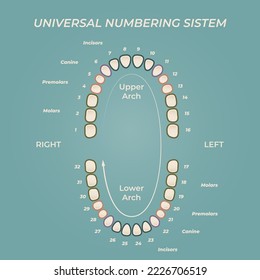 Medical dental diagram illustration. Orthodontist human tooth anatomy. Vector infographics with teeth diagrams. 