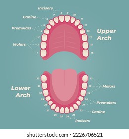 Ilustración del diagrama dental médico. Anatomía dental humana ortodoncista. Infografía vectorial con diagramas de dientes. 