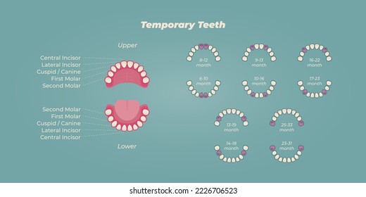 Medical dental diagram illustration. Orthodontist human tooth anatomy. Vector infographics with teeth diagrams. 