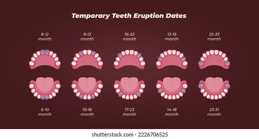 Medical dental diagram illustration. Orthodontist human tooth anatomy. Vector infographics with teeth diagrams. 