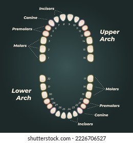 Medical dental diagram illustration. Orthodontist human tooth anatomy. Vector infographics with teeth diagrams. 