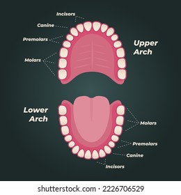 Medical dental diagram illustration. Orthodontist human tooth anatomy. Vector infographics with teeth diagrams. 