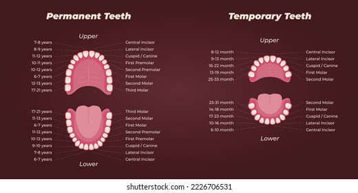 Medical dental diagram illustration. Orthodontist human tooth anatomy. Vector infographics with teeth diagrams. 