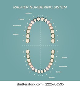 Medical dental diagram illustration. Orthodontist human tooth anatomy. Vector infographics with teeth diagrams. 