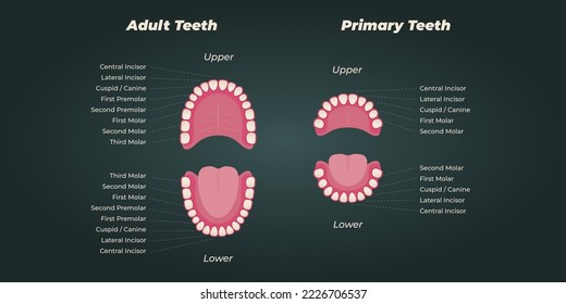 Medical dental diagram illustration. Orthodontist human tooth anatomy. Vector infographics with teeth diagrams. 