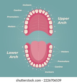 Ilustración del diagrama dental médico. Anatomía dental humana ortodoncista. Infografía vectorial con diagramas de dientes. 