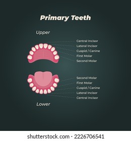 Medical dental diagram illustration. Orthodontist human tooth anatomy. Vector infographics with teeth diagrams. 