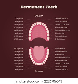 Medical dental diagram illustration. Orthodontist human tooth anatomy. Vector infographics with teeth diagrams. 