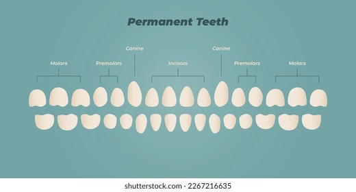 Medical dental diagram illustration. Orthodontist human tooth anatomy. Vector infographics with teeth diagrams. 