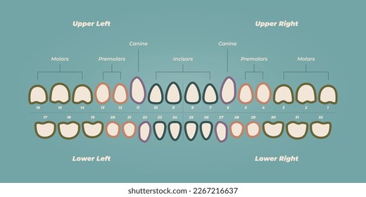 Medical dental diagram illustration. Orthodontist human tooth anatomy. Vector infographics with teeth diagrams. 