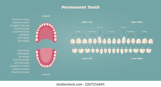 Medical dental diagram illustration. Orthodontist human tooth anatomy. Vector infographics with teeth diagrams. 