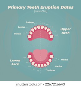 Medical dental diagram illustration. Orthodontist human tooth anatomy. Vector infographics with teeth diagrams. 