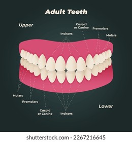 Medical dental diagram illustration. Orthodontist human tooth anatomy. Vector infographics with teeth diagrams. 