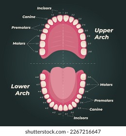 Medical dental diagram illustration. Orthodontist human tooth anatomy. Vector infographics with teeth diagrams. 