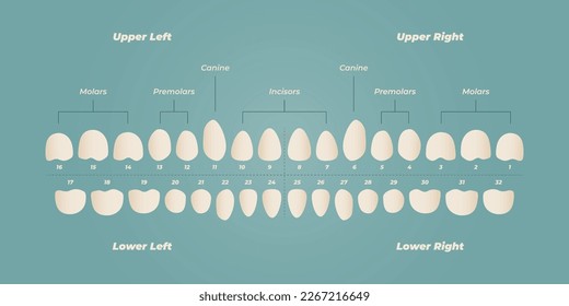 Medical dental diagram illustration. Orthodontist human tooth anatomy. Vector infographics with teeth diagrams. 