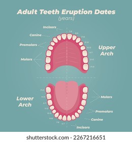 Medical dental diagram illustration. Orthodontist human tooth anatomy. Vector infographics with teeth diagrams. 