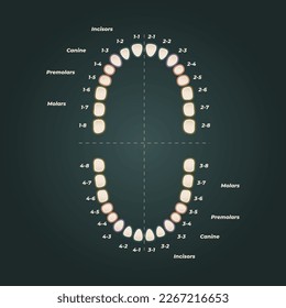 Medical dental diagram illustration. Orthodontist human tooth anatomy. Vector infographics with teeth diagrams. 