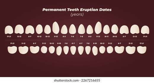 Medical dental diagram illustration. Orthodontist human tooth anatomy. Vector infographics with teeth diagrams. 