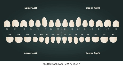 Medical dental diagram illustration. Orthodontist human tooth anatomy. Vector infographics with teeth diagrams. 