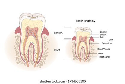 Medical dental tooth anatomy. Image structure of tooth. Illustration human tooth anatomy in flat style
