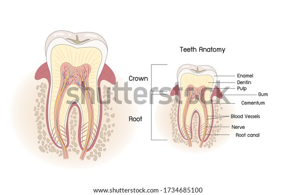 Medical dental tooth\
anatomy. Image structure of tooth. Illustration human tooth anatomy\
in flat style\
