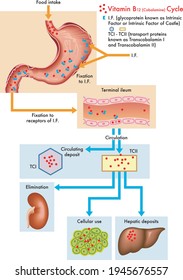 Medical diagram of the cycle of vitamin B12 in the human body.