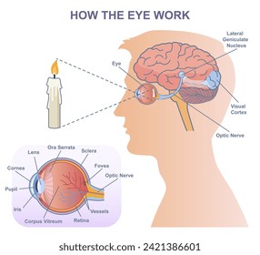 Medical diagram of eye work. Anatomical infographics with structure of visual system, connection with brain and function of eyes. Cartoon flat vector illustration isolated on white background