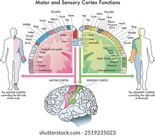 Medizinisches Diagramm der Funktionen des motorischen und sensorischen Kortex, zwei Teile des menschlichen Gehirns, mit Anmerkungen.