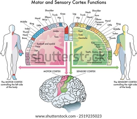 Medical diagram of the functions of the motor cortex and sensory cortex, two parts of the human brain, with annotations.